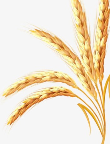 imgbin-golden-wheat-Z462pQRHjLqQANFpxfu7aScu1